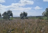 Urban land for sale on España, Santa Eugènia, ref: TR130418 photo