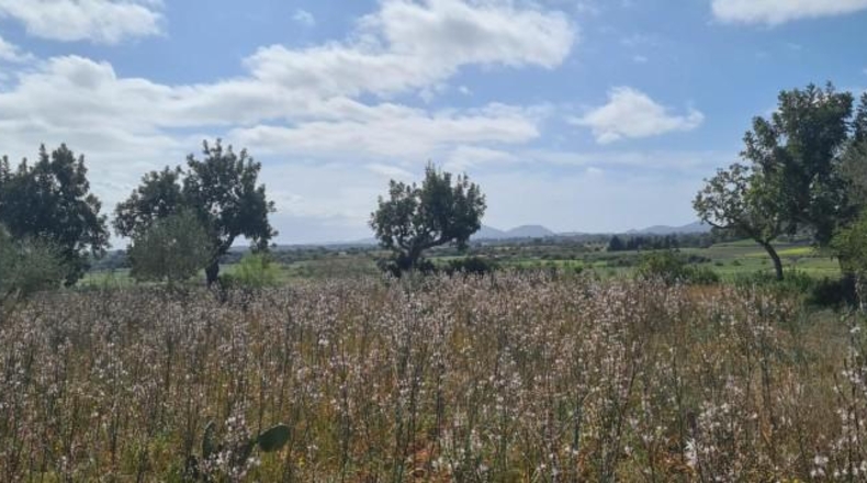 Balearic Islands - Santa Eugènia - 2241m2