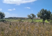 Urban land for sale on España, Santa Eugènia, ref: TR130418 photo