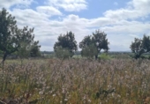 Urban land for sale on España, Santa Eugènia, ref: TR130418 photo