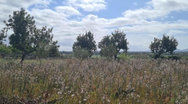 Balearic Islands - Santa Eugènia - 2241m2