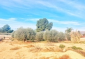 Chalet independiente con terreno en venta en la España, Lorca, ref: TR158212 foto