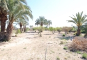 Xalet independent amb terreny en venda a la España, Elx, ref.: TR264024 foto