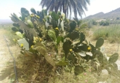 Xalet independent amb terreny en venda a la España, Mazarrón, ref.: TR158346 foto