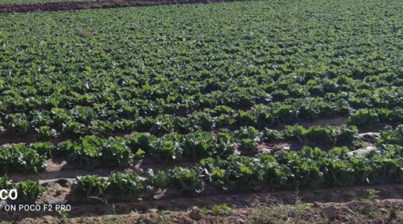 Murcia - Lorca - 100000m2