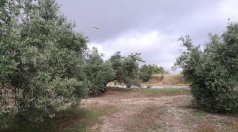 Jaén - Martos - 12472m2