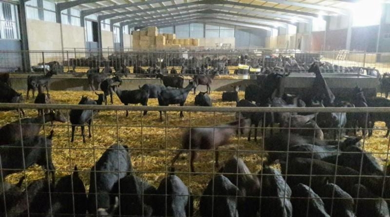 Cáceres - Brozas - 70000m2