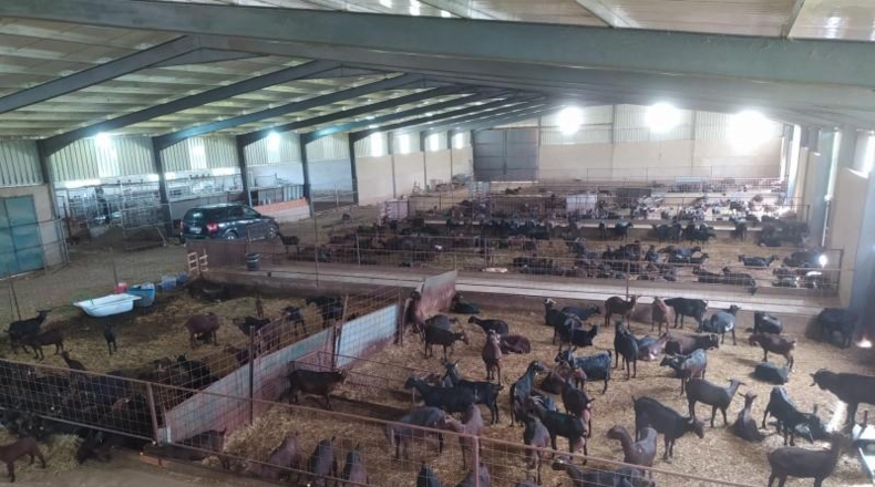 Cáceres - Brozas - 70000m2