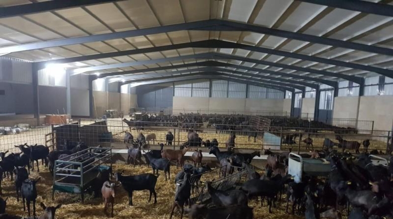 Cáceres - Brozas - 70000m2