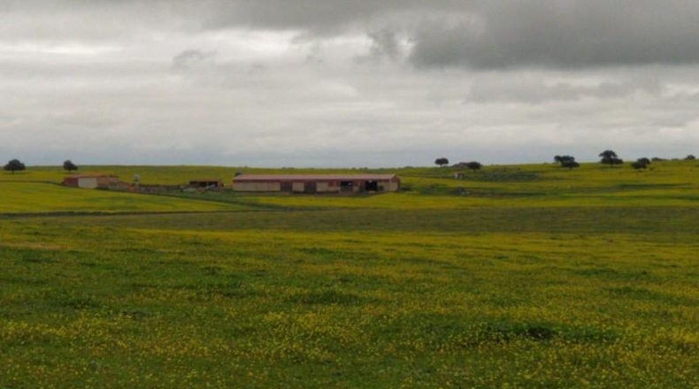 Cáceres - Brozas - 70000m2