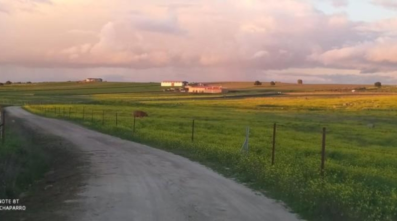 Cáceres - Brozas - 70000m2
