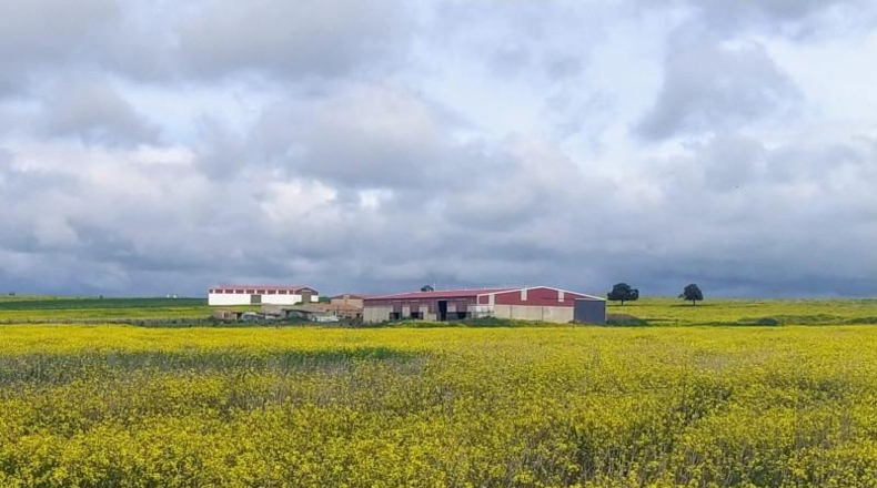 Cáceres - Brozas - 70000m2