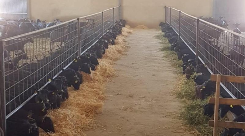 Cáceres - Brozas - 70000m2