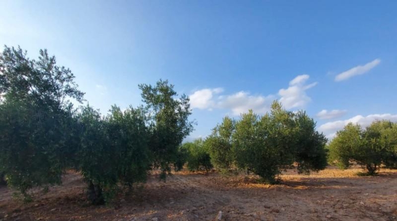 Murcia - Fuente Álamo de Murcia - 80m2