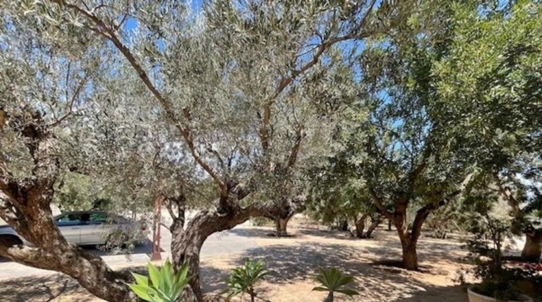 Alicante - San Vicente del Raspeig - 7225m2