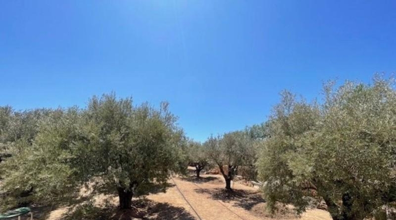 Alicante - San Vicente del Raspeig - 7225m2