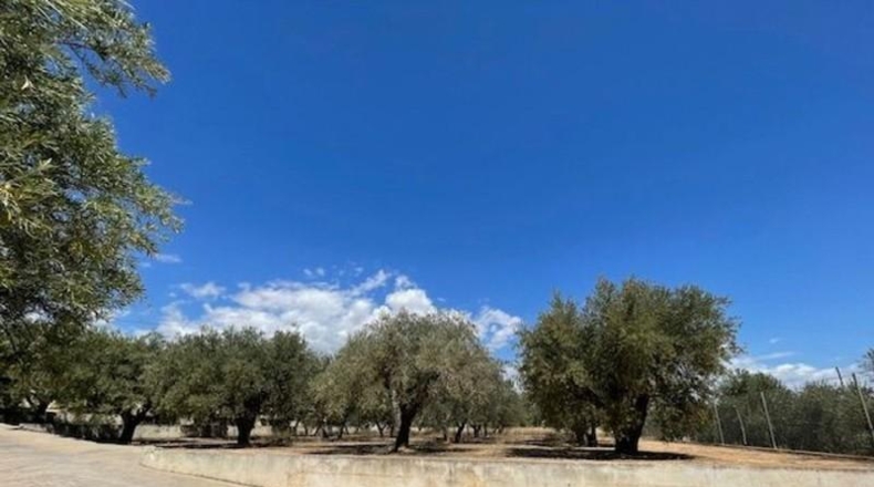 Alicante - San Vicente del Raspeig - 7225m2