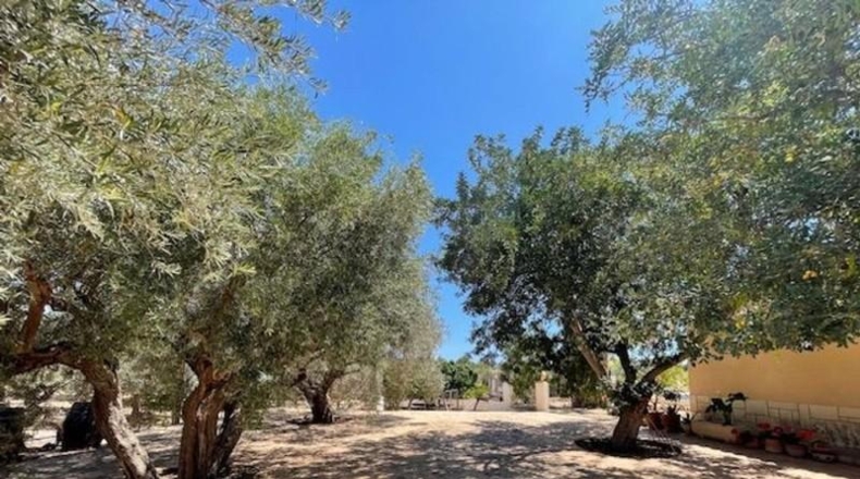Alicante - San Vicente del Raspeig - 7225m2