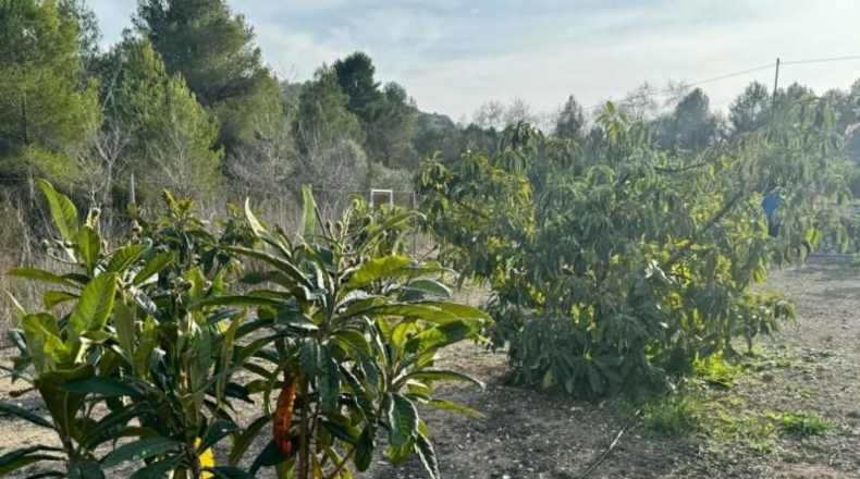 Alicante - La Nucía - 11000m2