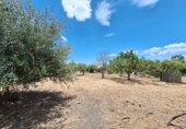Casa de camp amb terreny en venda a la España, Estepona, ref.: TR162964 foto