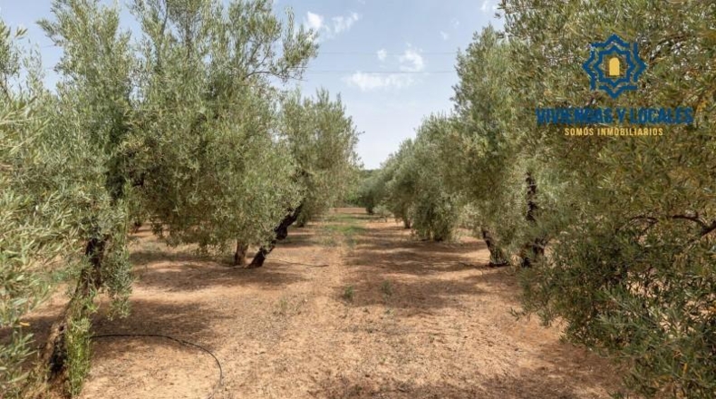 Granada - Moraleda de Zafayona - 755m2