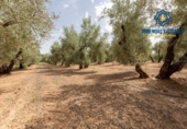 Xalet independent amb terreny en venda a la España, Moraleda de Zafayona, ref.: TR239086 foto