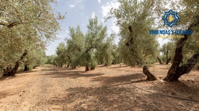 Granada - Moraleda de Zafayona - 755m2