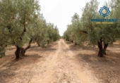 Xalet independent amb terreny en venda a la España, Moraleda de Zafayona, ref.: TR239086 foto