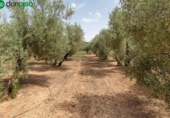Xalet independent amb terreny en venda a la España, Moraleda de Zafayona, ref.: TR239079 foto