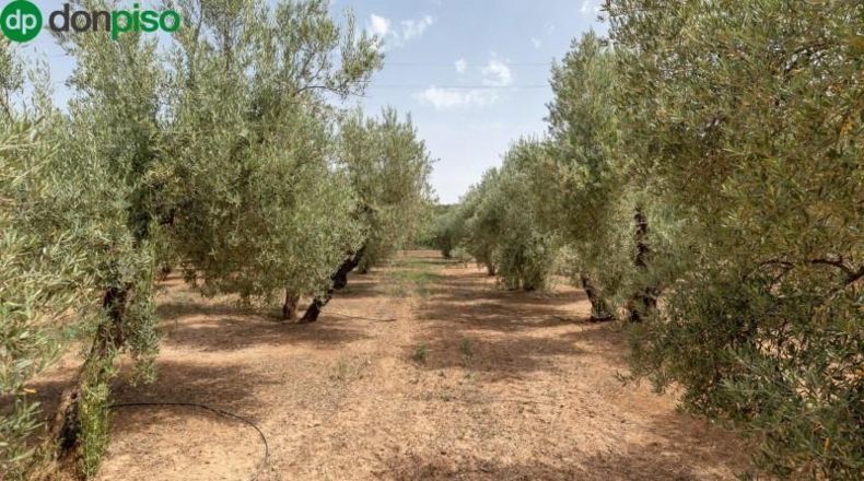 Granada - Moraleda de Zafayona - 755m2