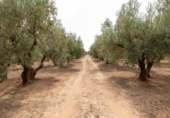 Xalet independent amb terreny en venda a la España, Moraleda de Zafayona, ref.: TR327092 foto