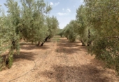 Xalet independent amb terreny en venda a la España, Moraleda de Zafayona, ref.: TR327092 foto