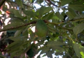Xalet independent amb terreny en venda a la España, San Cristóbal de La Laguna, ref.: TR367604 foto