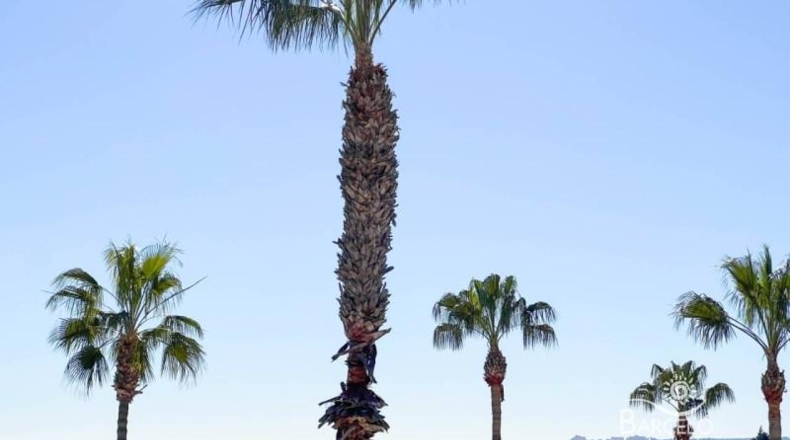 Alicante - Rojals - 961m2