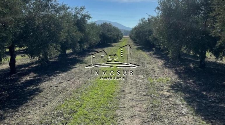 Jaén - Убеда - 121500m2