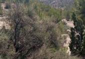 Detached villa with land for sale on España, Orxeta, ref: TR162732 photo