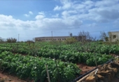 Country house with land for sale on España, Tacoronte, ref: TR161675 photo