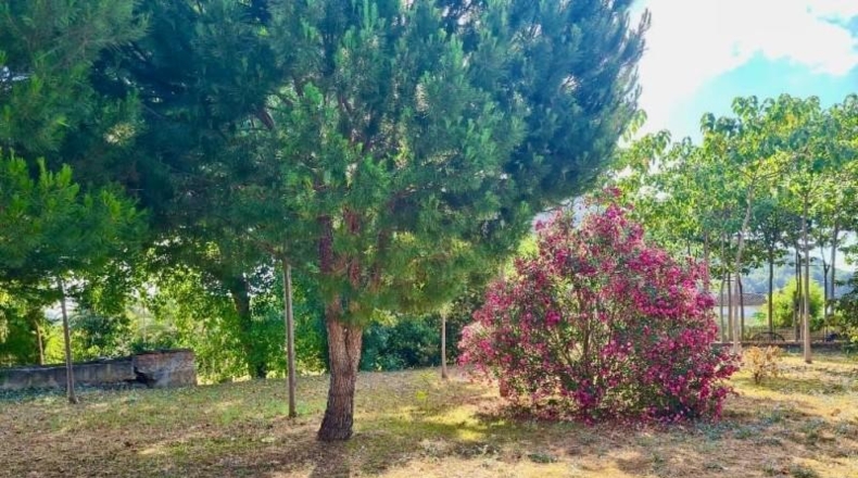 Alicante - Pedreguer - 12500m2