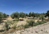 Xalet independent amb terreny en venda a la España, Arcos de la Frontera, ref.: TR247179 foto