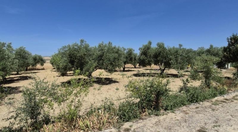 Cadiz - Arcos de la Frontera - 20500m2