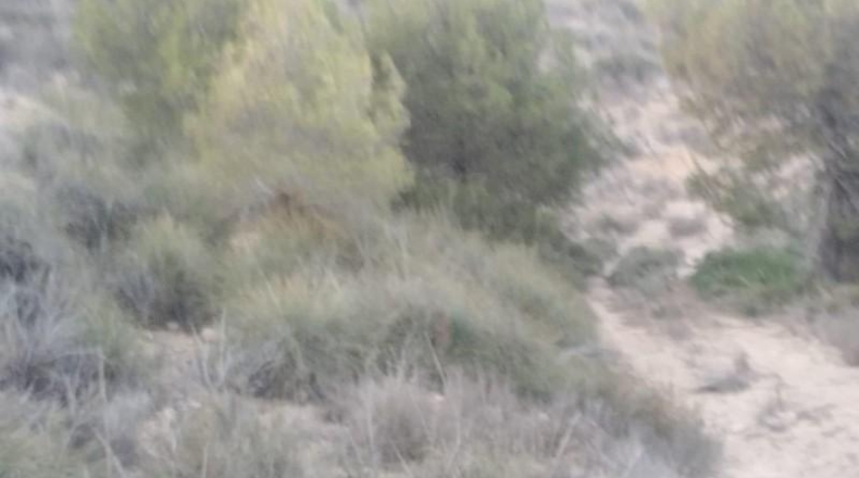 Murcia - Totana - 1420000m2