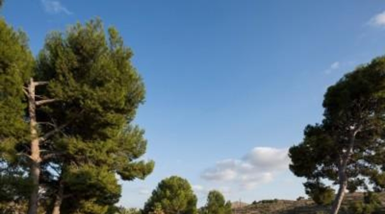 Alicante - Monóvar - 28000m2