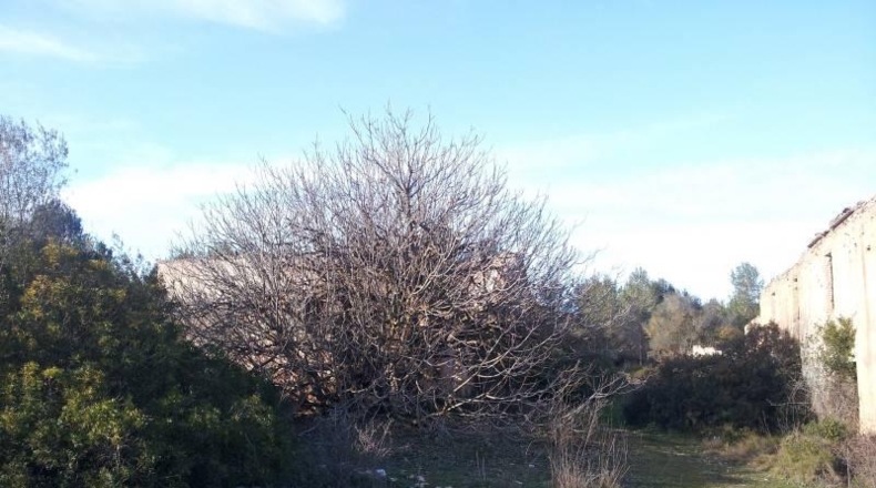 Barcelona - Olivella - 600000m2