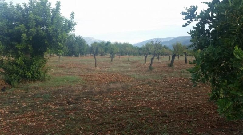 Balearic Islands - Buñola - 32000m2
