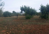 Non-developable land for sale on España, Bunyola, ref: TR114832 photo