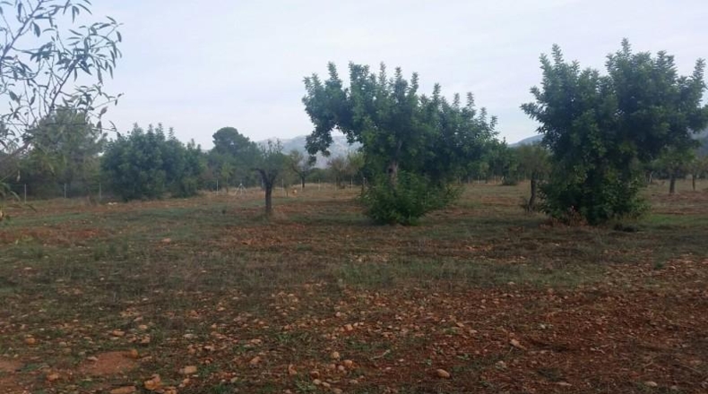 Balearic Islands - Buñola - 32000m2
