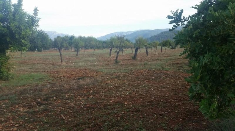 Balearic Islands - Buñola - 32000m2
