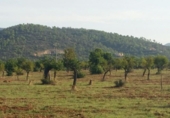 Non-developable land for sale on España, Bunyola, ref: TR114832 photo