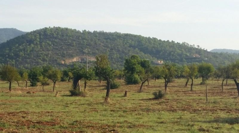 Balearic Islands - Buñola - 32000m2