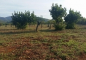 Non-developable land for sale on España, Bunyola, ref: TR114832 photo